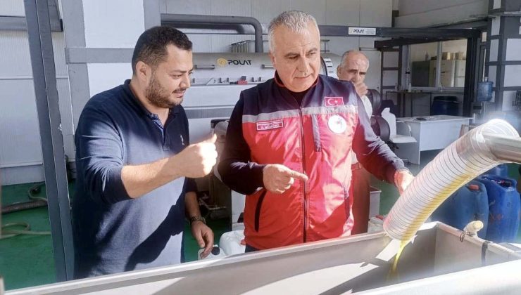 HATAY’DA ZEYTİN HASADI BAŞLADI